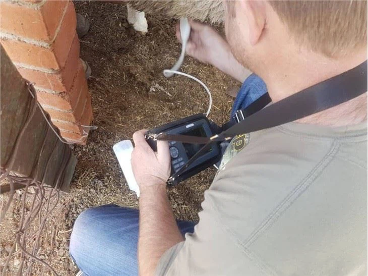Small And Portable Veterinary Ultrasound